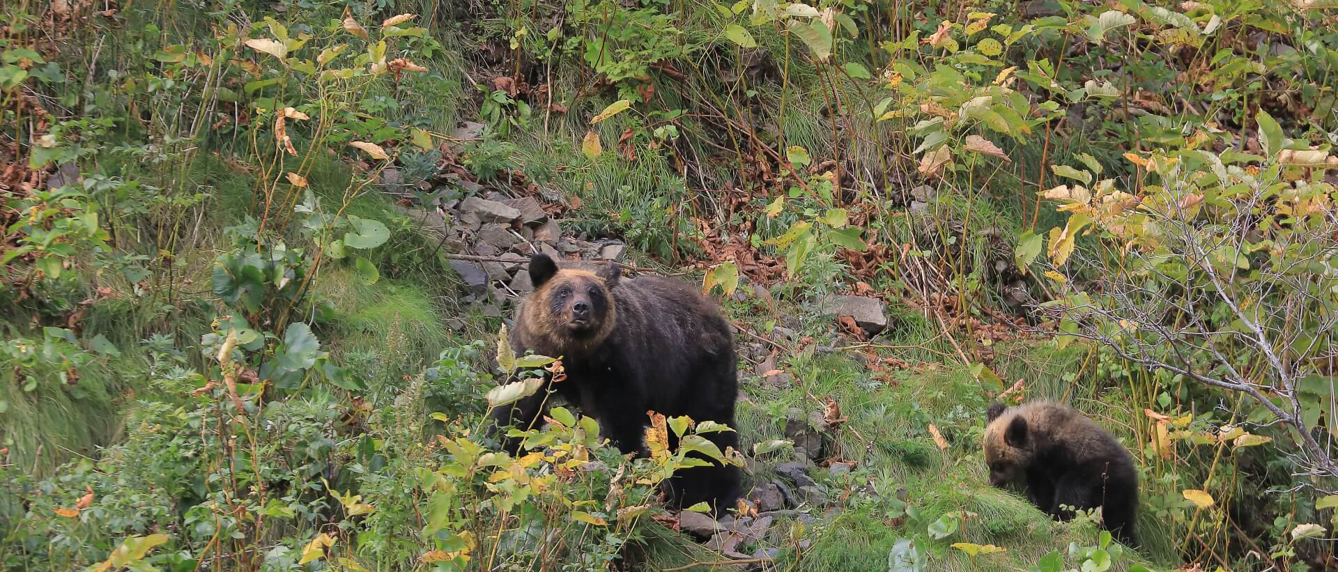 ヒグマが出没する