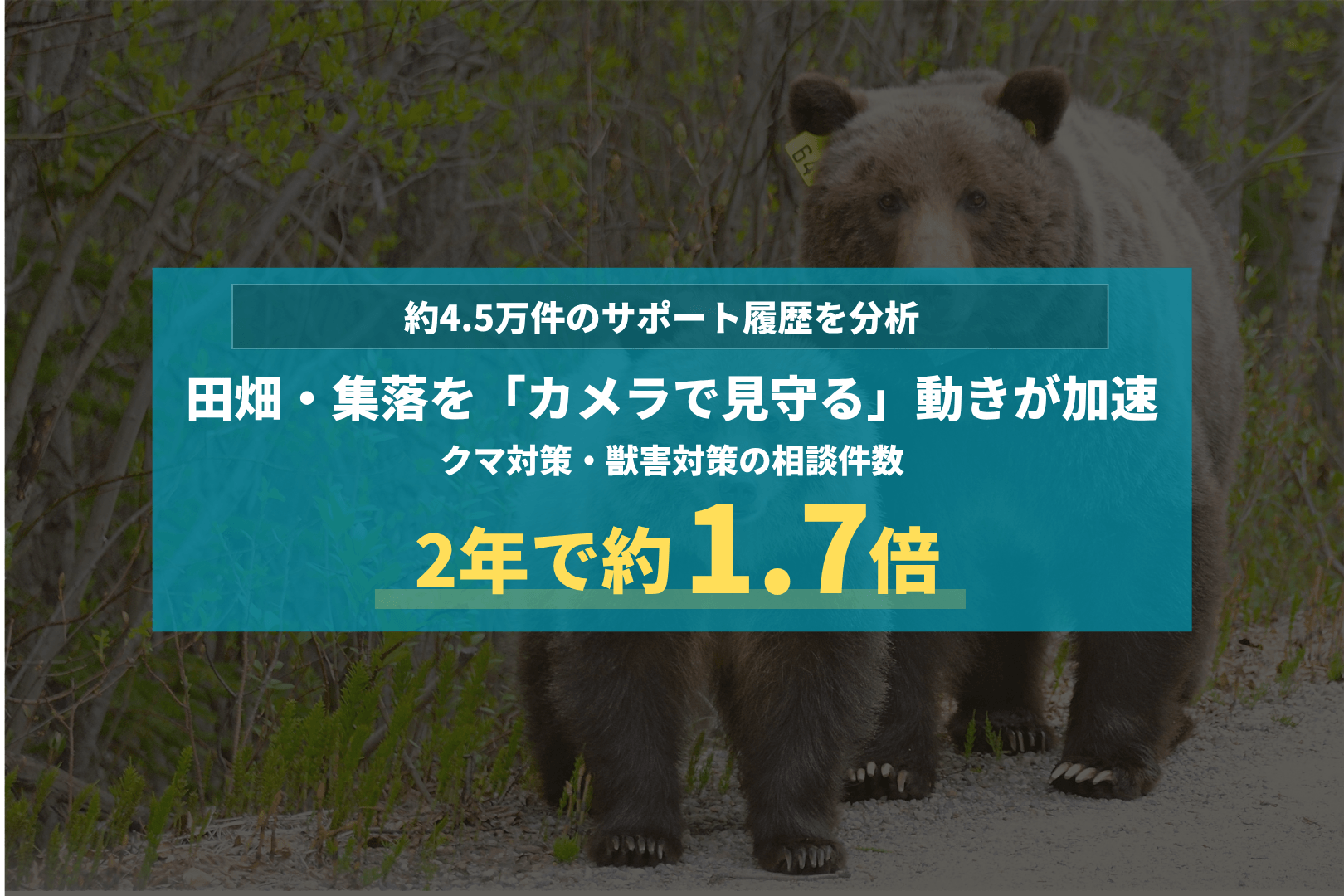 田畑・集落を「カメラで見守る」動きが加速|クマ・獣害の相談件数、2024年比で約1.7倍に